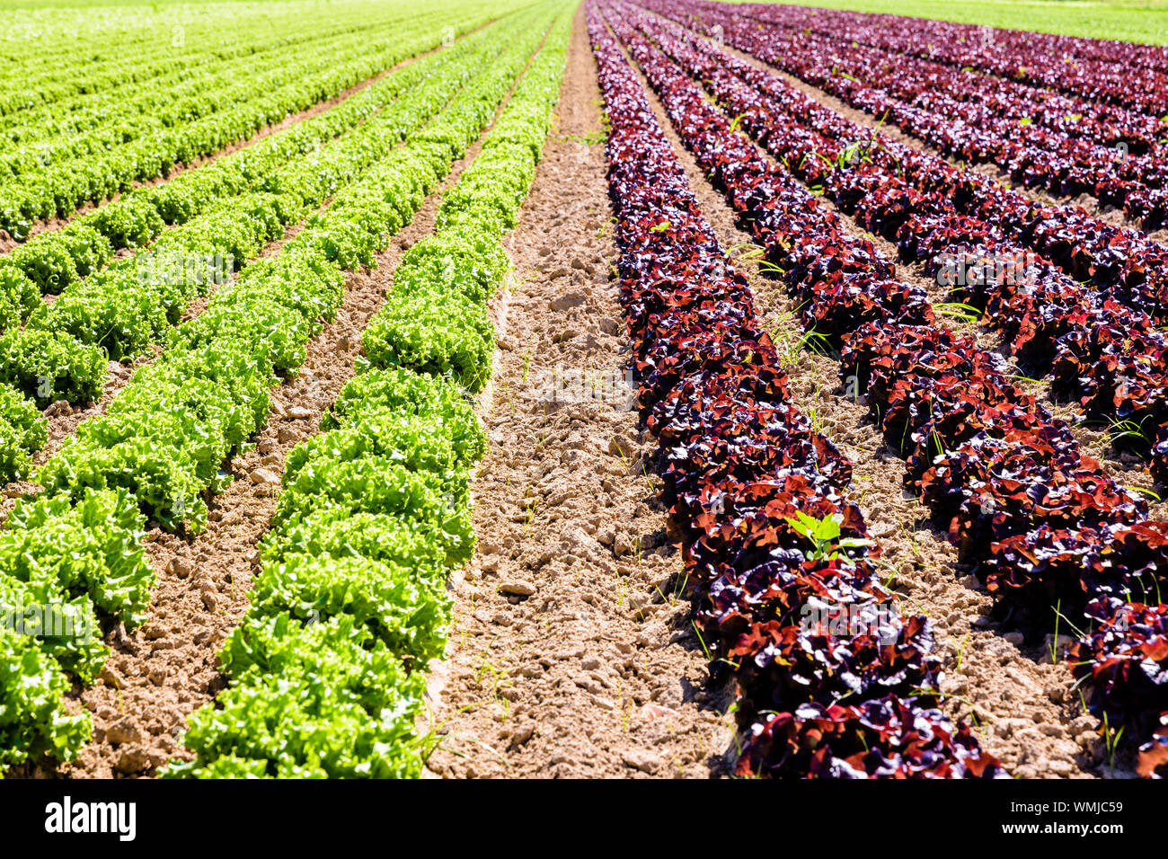 Reihen von grünen und roten Salaten im freien Feld unter einem hellen Sonnenschein in den Vororten von Paris, Frankreich angebaut. Stockfoto