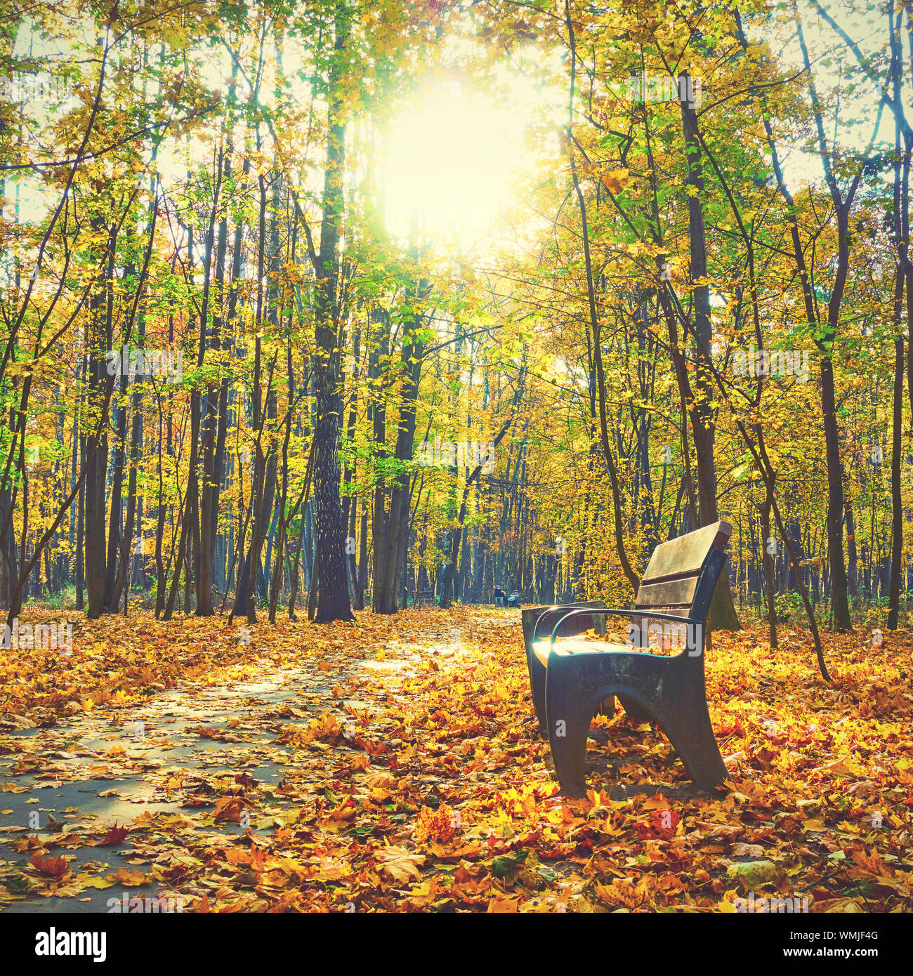 Herbst Park Bench und gelb Ahornbäumen. Herbst Landschaft Stockfoto