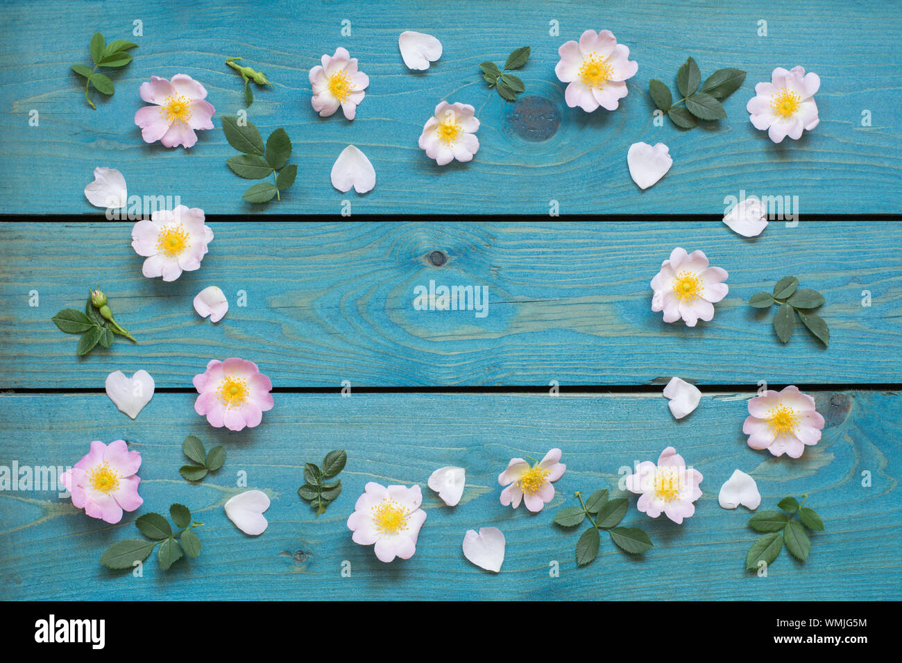 Grußkarte Rahmen mit rosa Blumen, Blüten und Blätter auf blauen Brettern Stockfoto