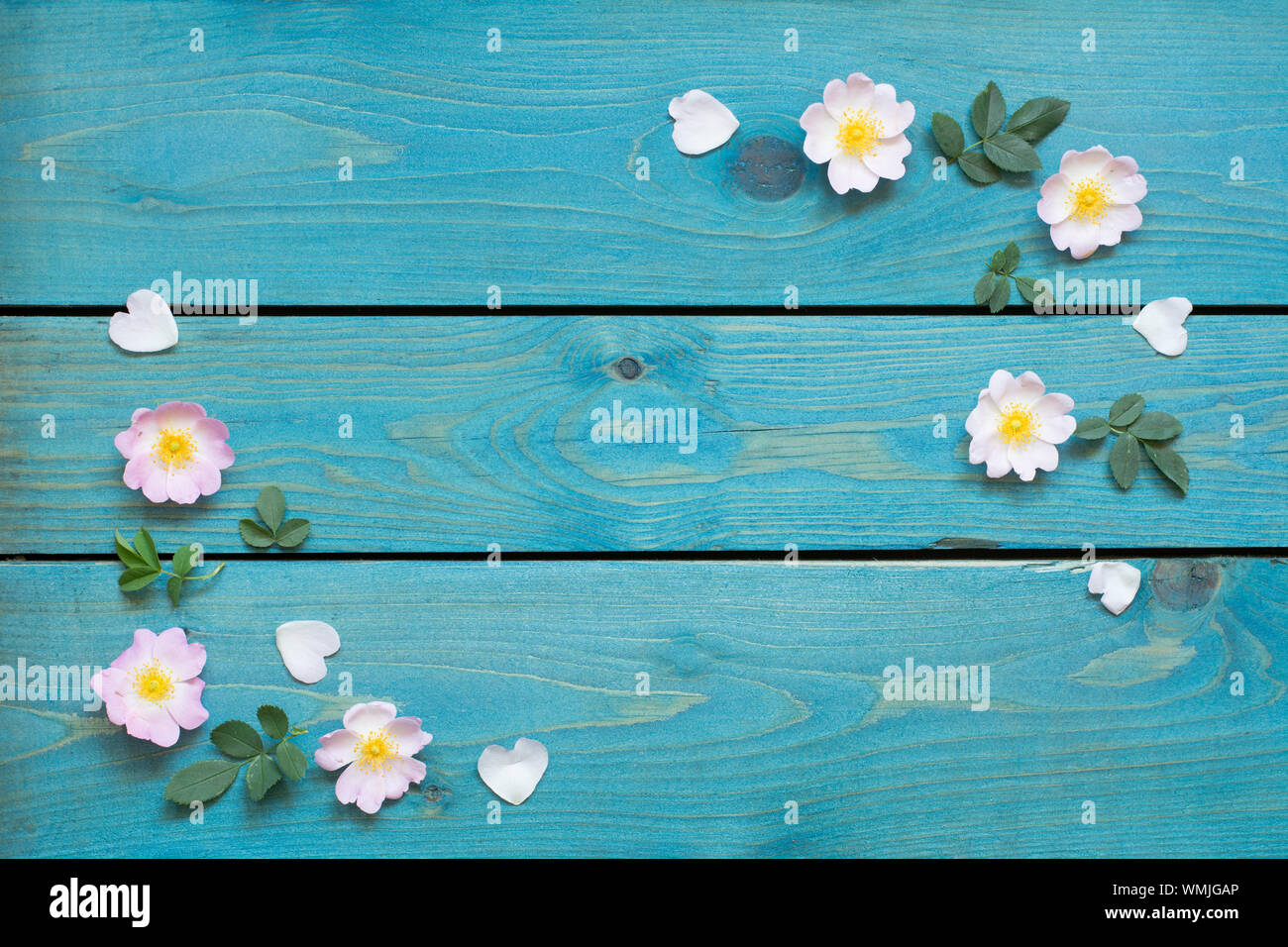 Grußkarte Grenze mit rosa Blumen, Blüten und Blätter auf blauen Brettern Stockfoto