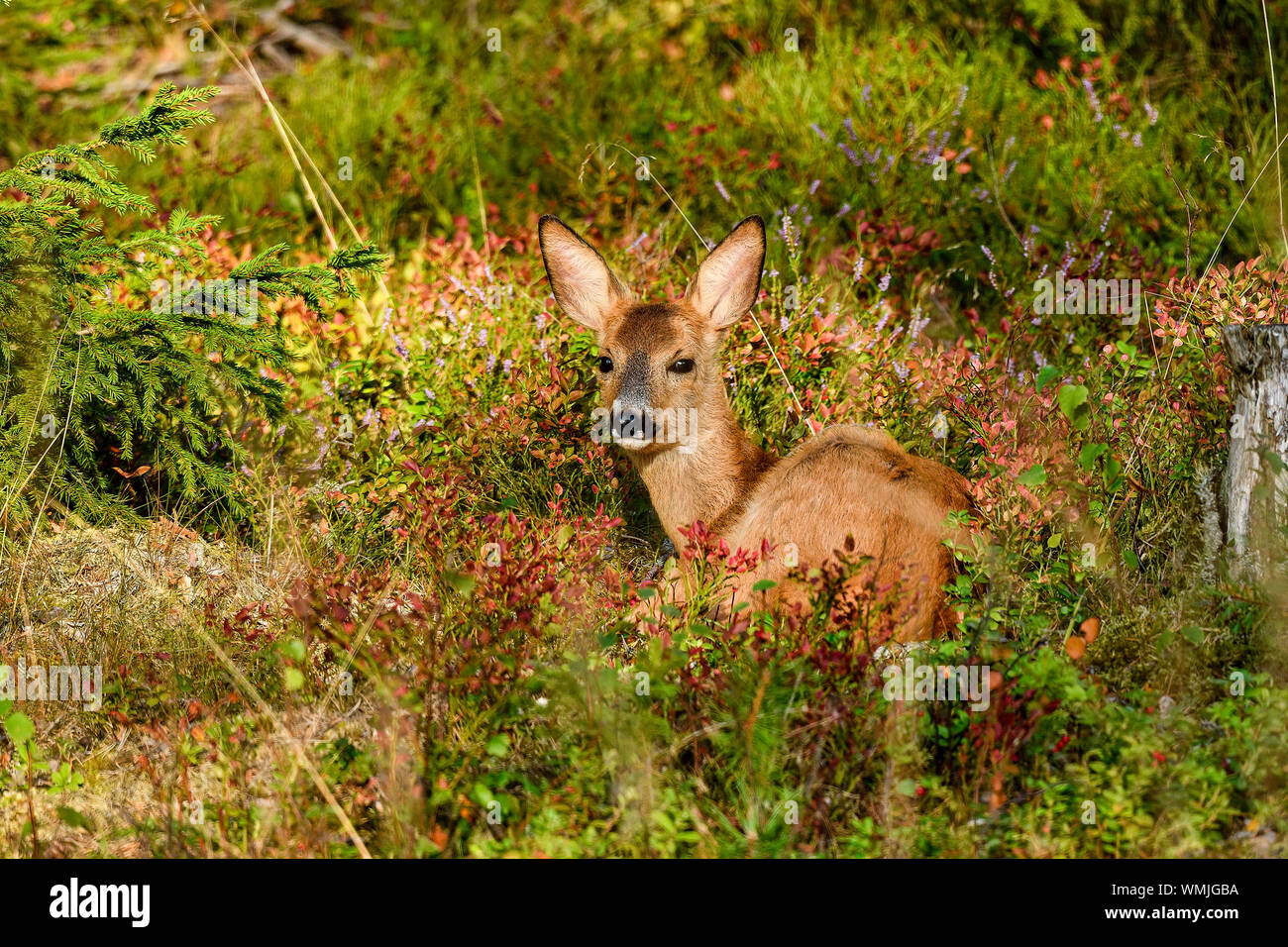 Reh ruht/versteckt im Wald. Stockfoto