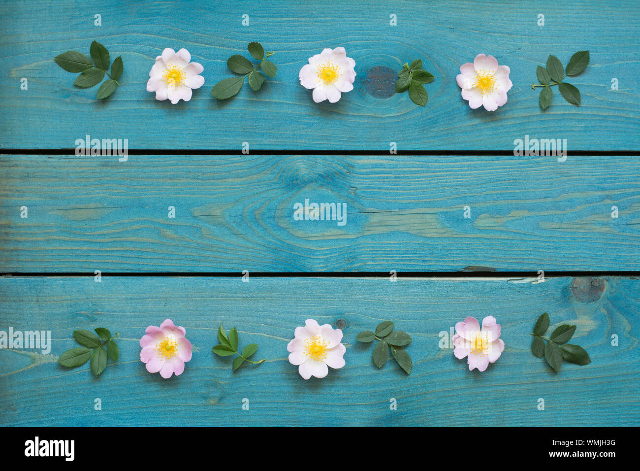 Grußkarte Grenze mit rosa Blumen, Blüten und Blätter auf blauen Brettern Stockfoto