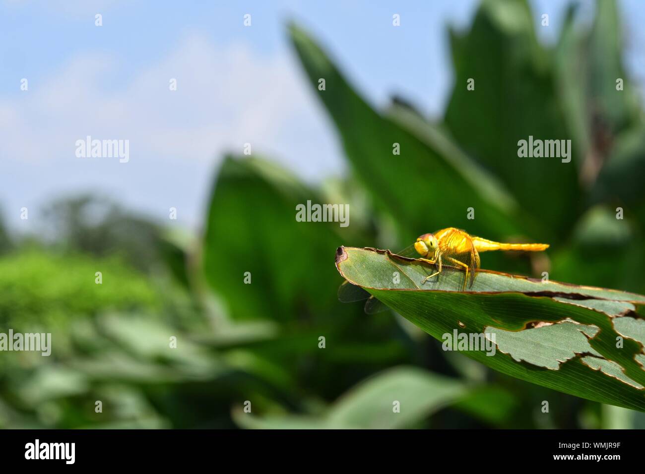 Einen Drachen fliegen auf einem Blatt Stockfoto
