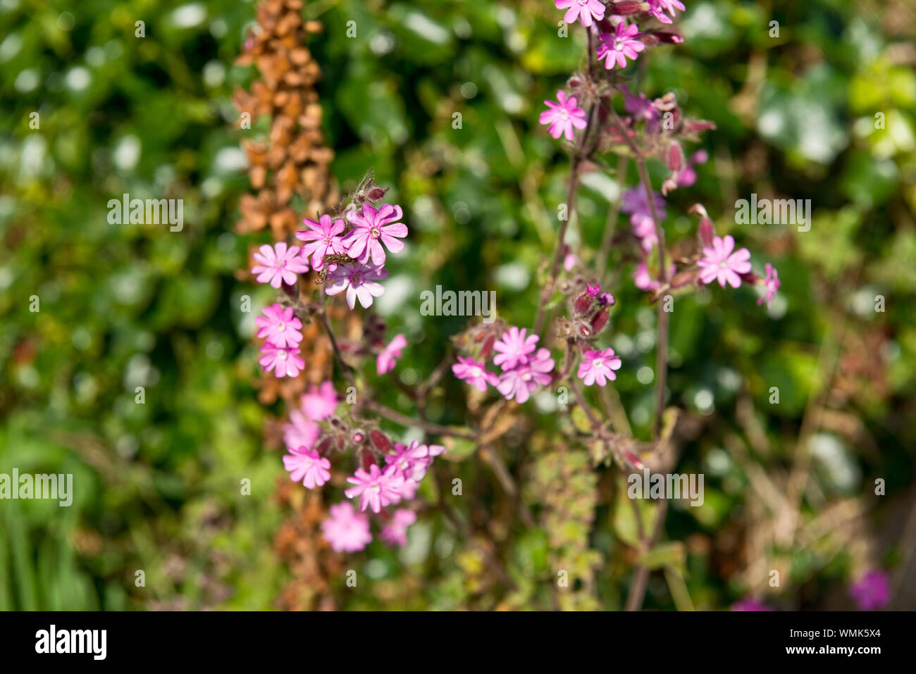 Wilde Blumen. Cornwall, England Stockfoto