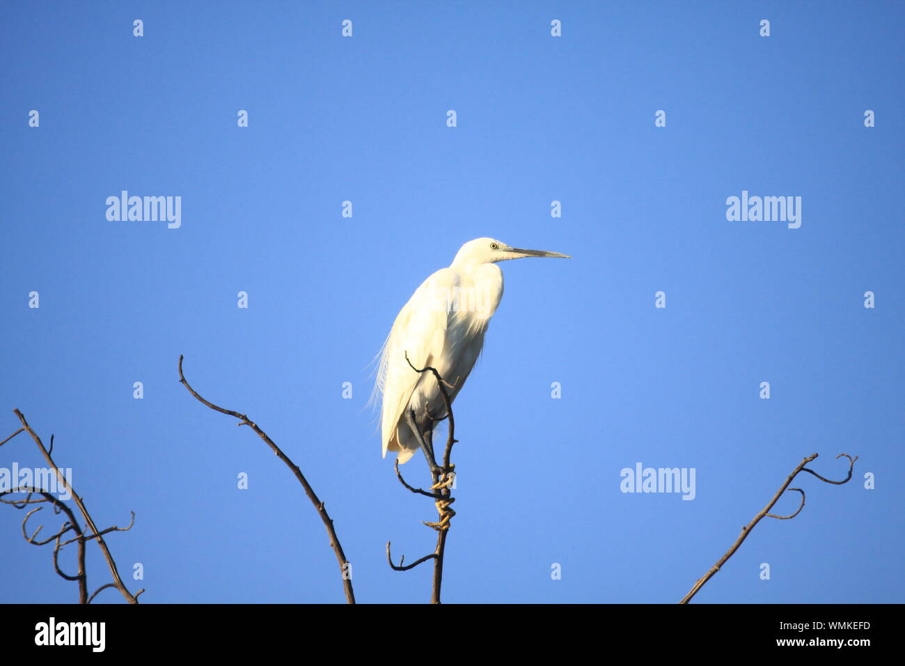 Okavango Delta, Botswana, Afrika Stockfoto