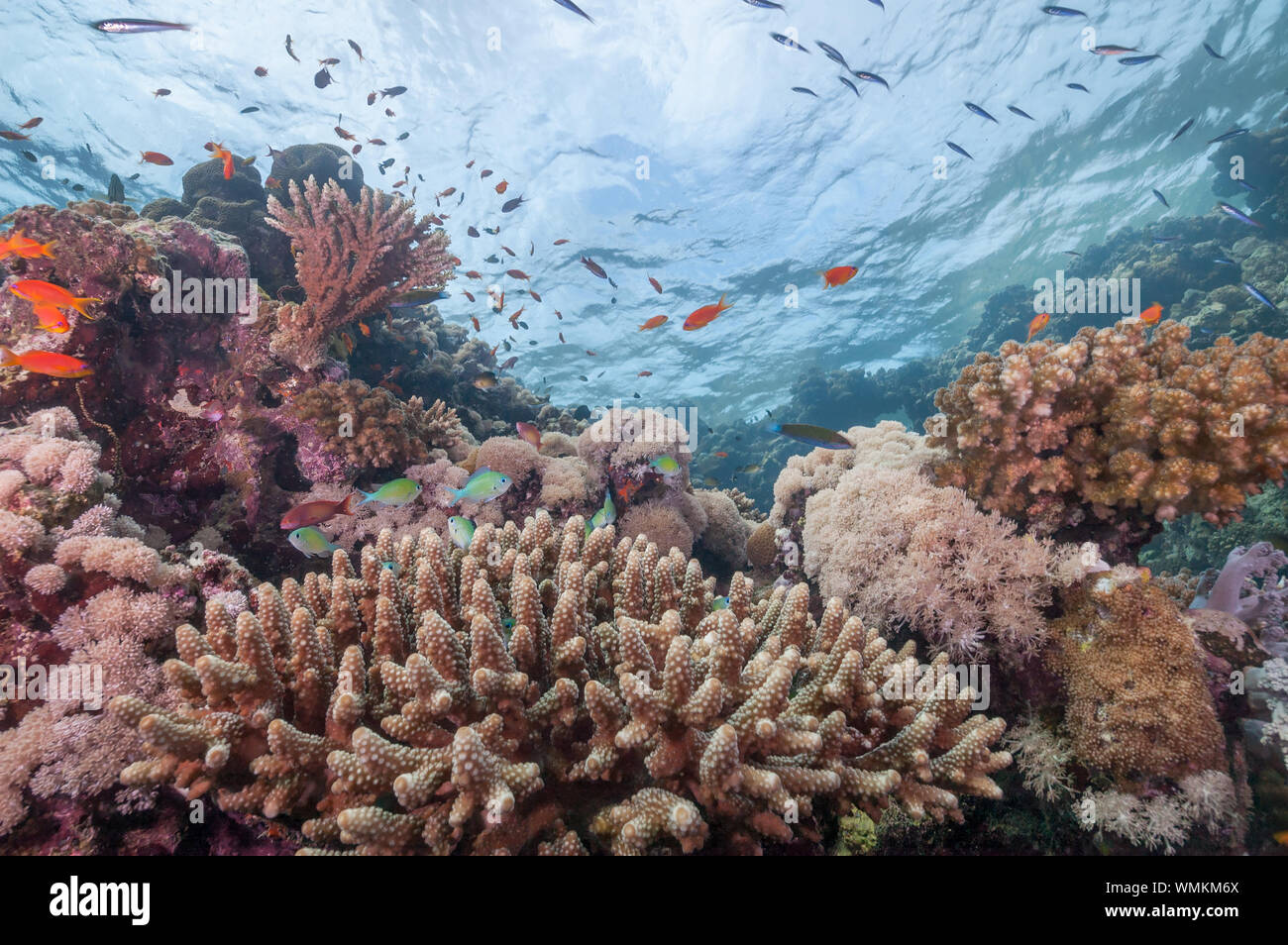Sudan Coral Reef Natur Stockfoto