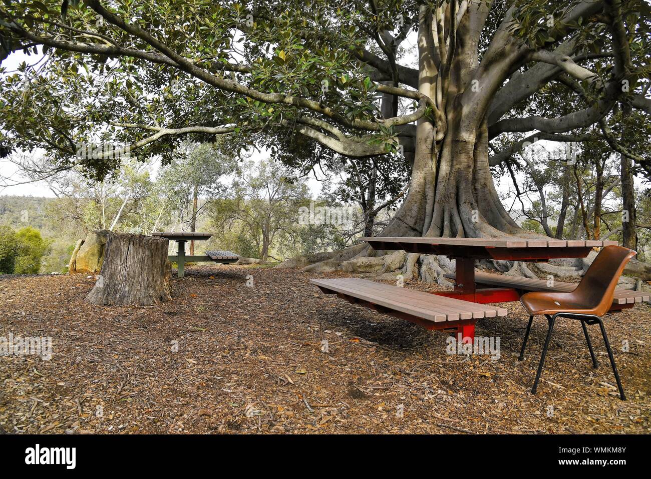 Stuhl von Picknick-bänken auf Feld gegen Baum Stockfoto