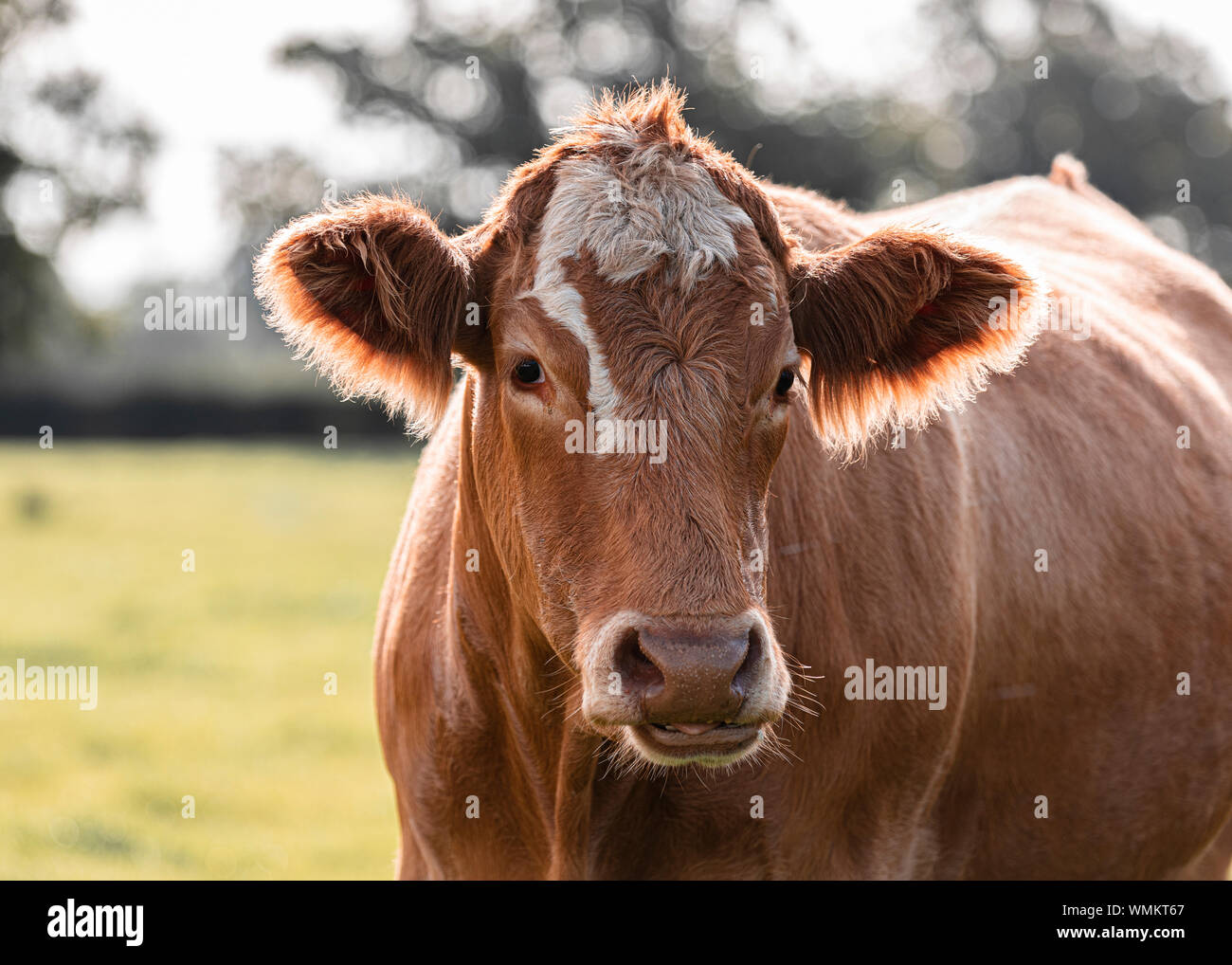 Britische rote Kuh mit weißen Fleck auf dem Kopf UK Stockfoto