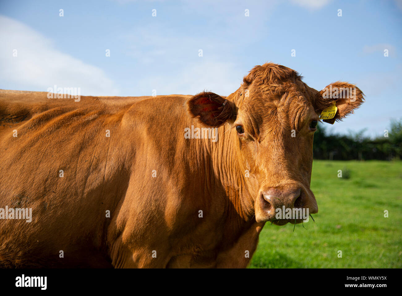 British Red Cow Portrait de Stockfoto