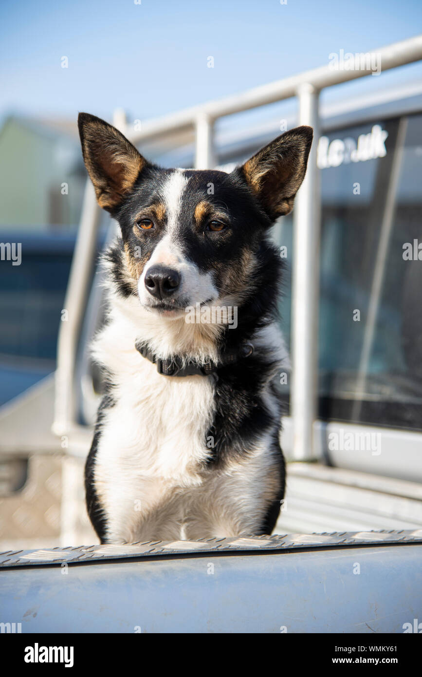 Schaf Hund im Pick up UK Stockfoto