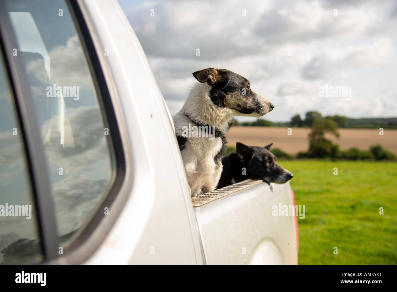 Zwei Schafe Hunde in ein Pick-up-Truck in einem Feld UK Stockfoto