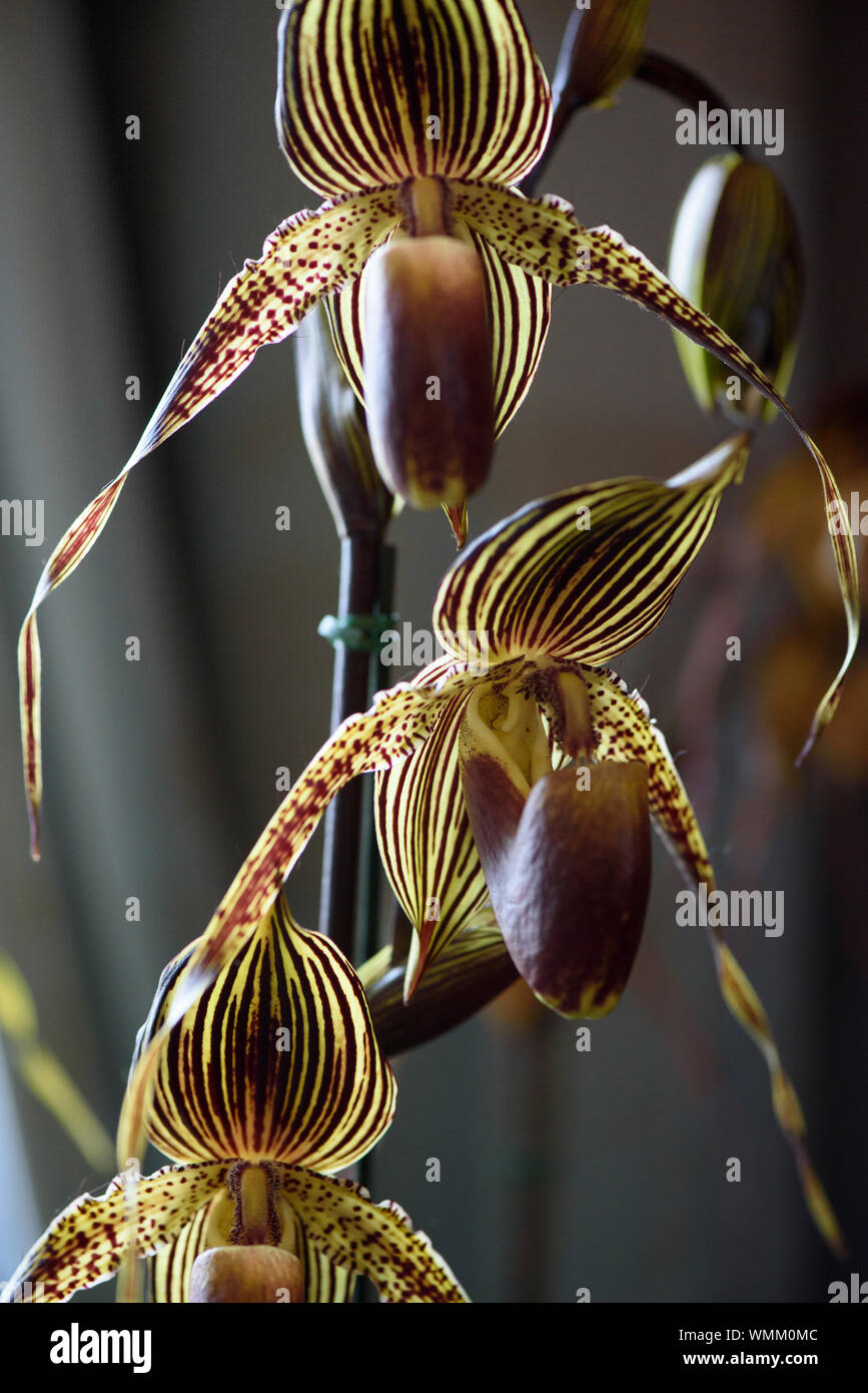 Seltene Orchidee, Paphiopedilum Saint Swithin, Nahaufnahme Stockfoto