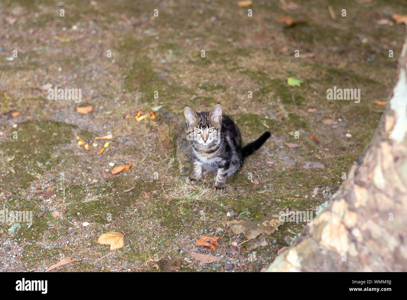 Katze beim Picknick Park in Ribeira Quente - São Miguel, Azoren Stockfoto