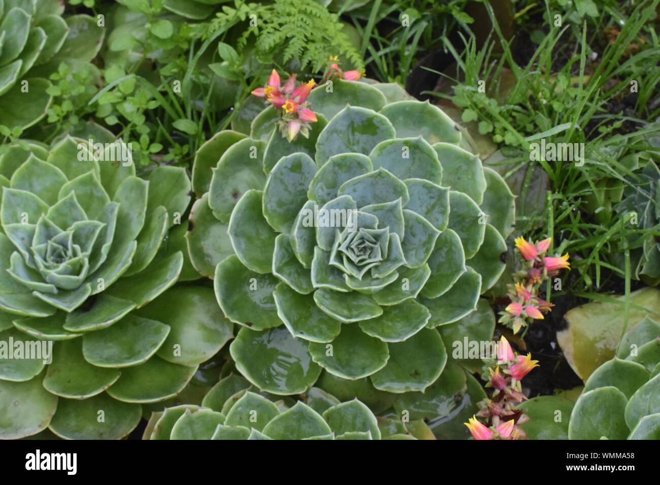 Lotus Blume baum Körbe, Buddha, Buddha Tempel Blume Blume, grün, Blume, Baum, Blumen, schöne grüne Lotus Blume, Baum, Grün Lotus Stockfoto