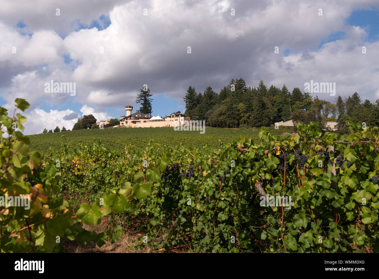 Willamette Valley Vineyards ist ein bekannter Hersteller von Pinot Noir und ist in Turner, nur außerhalb von Salem, Oregon. Stockfoto