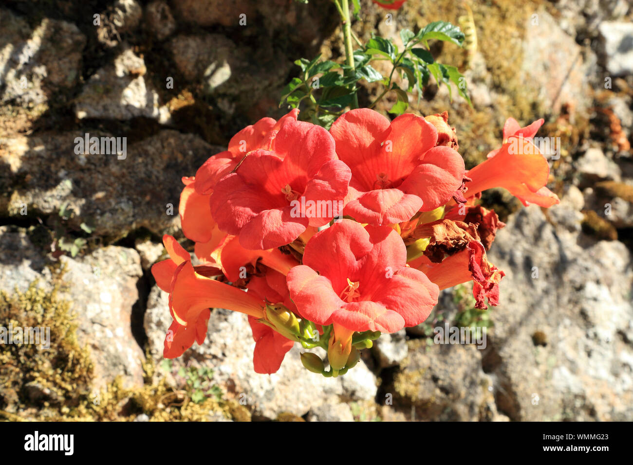Chinesische Trompete Kriechgang (campsis Grandiflora) Blüte auf Ile aux Moines, Morbihan, Bretagne, Frankreich Stockfoto