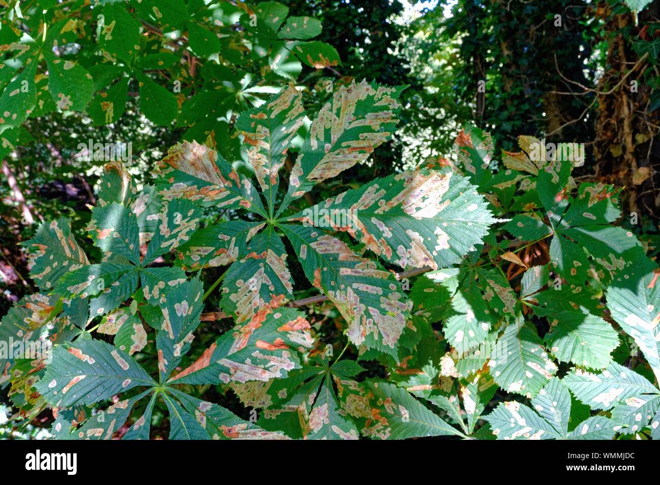 Nahaufnahme der Beschädigung der Blätter auf einem Rosskastanie Baum verursacht durch Leaf miner Larven Stockfoto