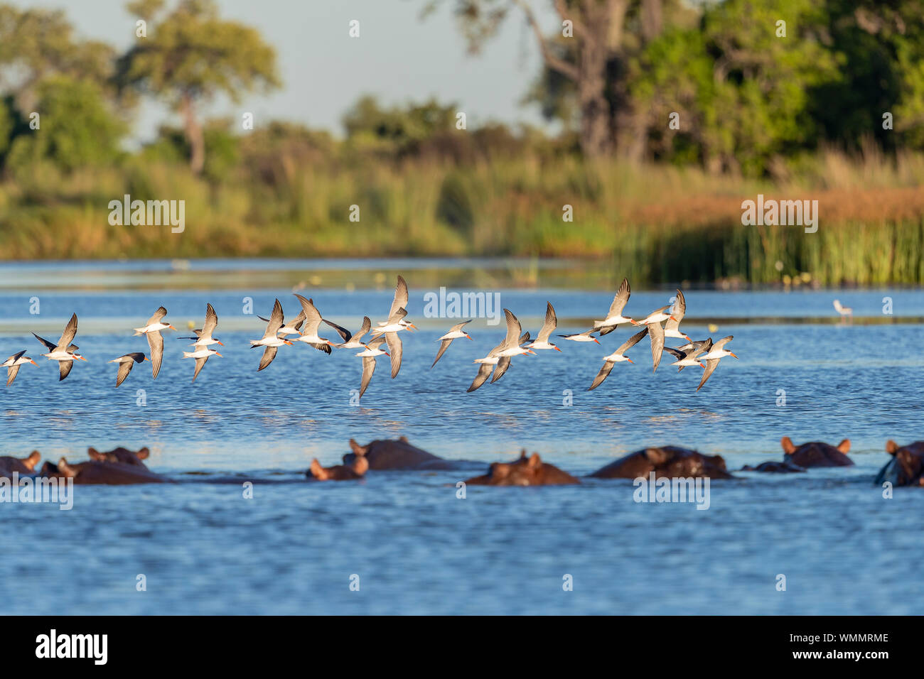 African Skimmer fliegt über einem Fluss mit nilpferd im Vordergrund Stockfoto