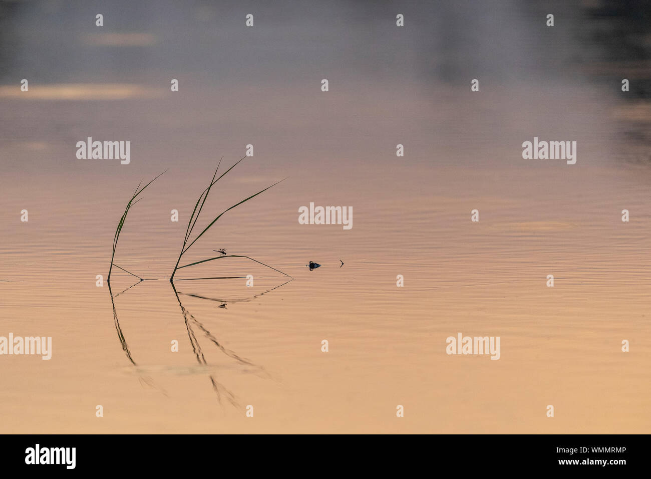 In der Dämmerung, zwei Grashalme schwimmen auf der Oberfläche des Wassers Stockfoto