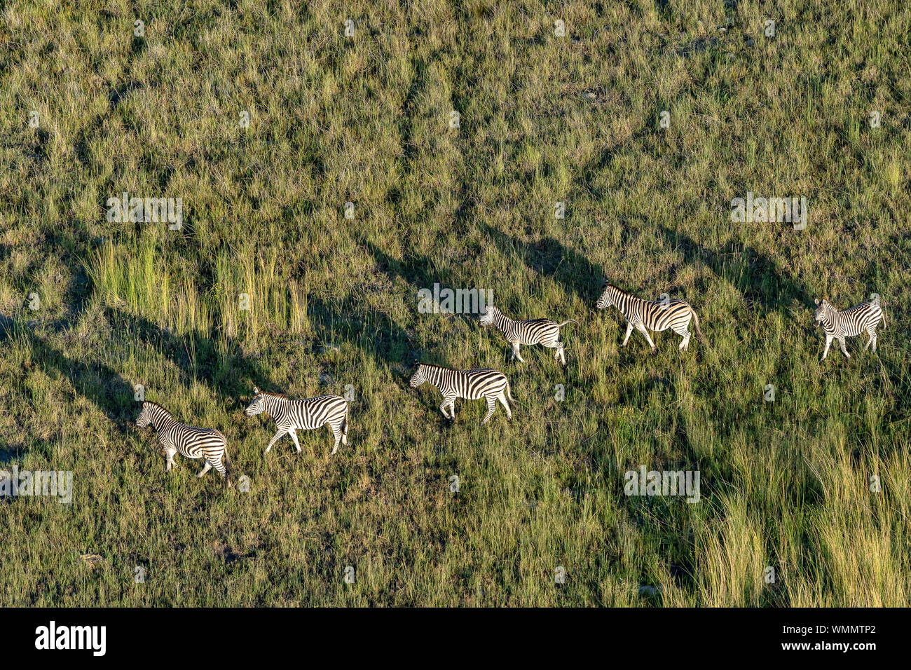 Luftaufnahme von einer Gruppe von Zebras wandern in der Savanne Stockfoto