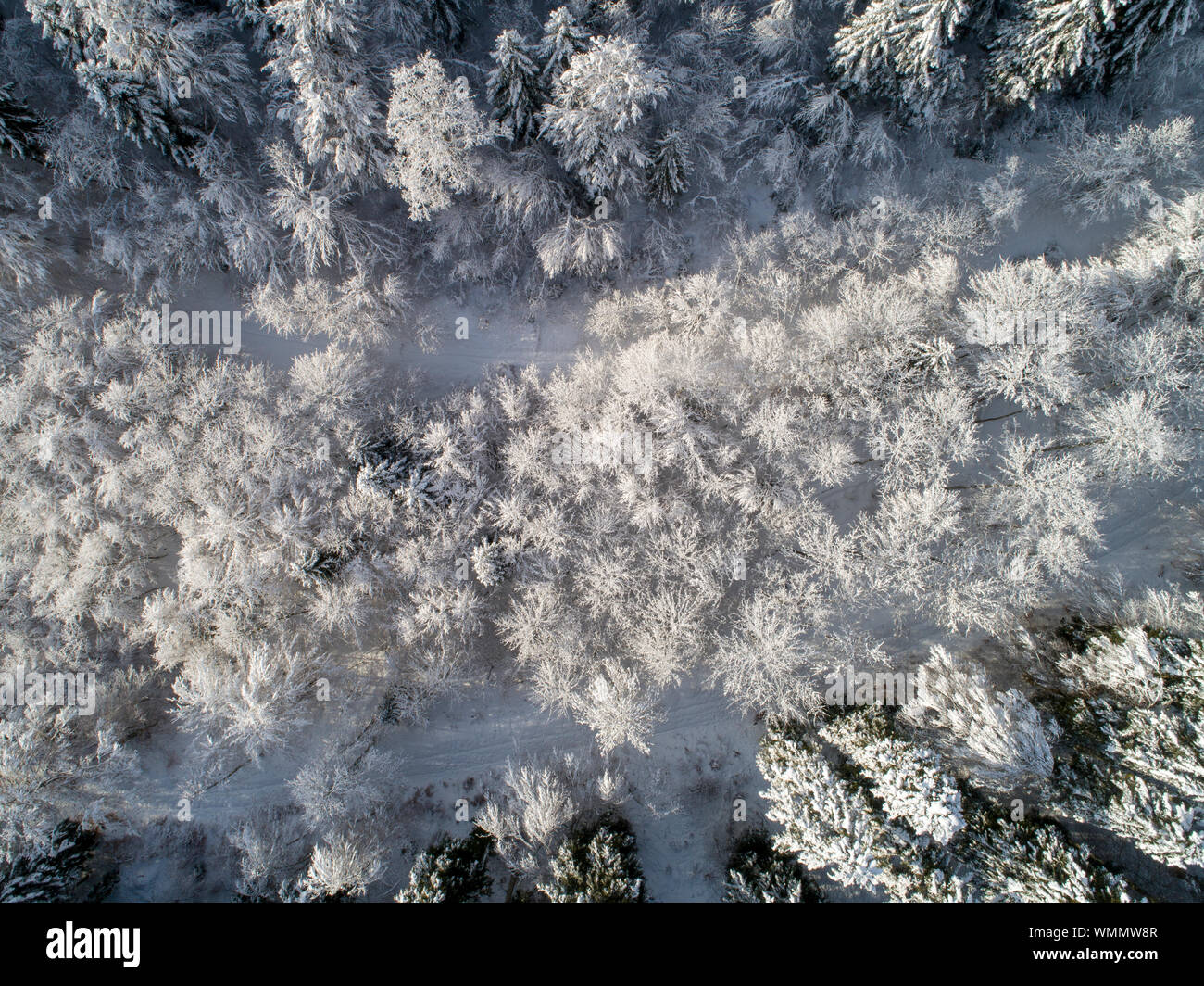 Luftaufnahme von einen Nadelwald bedeckt mit Schnee Stockfoto
