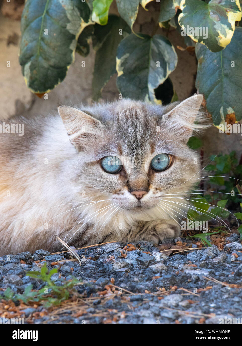 Weibliche Katze mit bluesky Augen Stockfoto