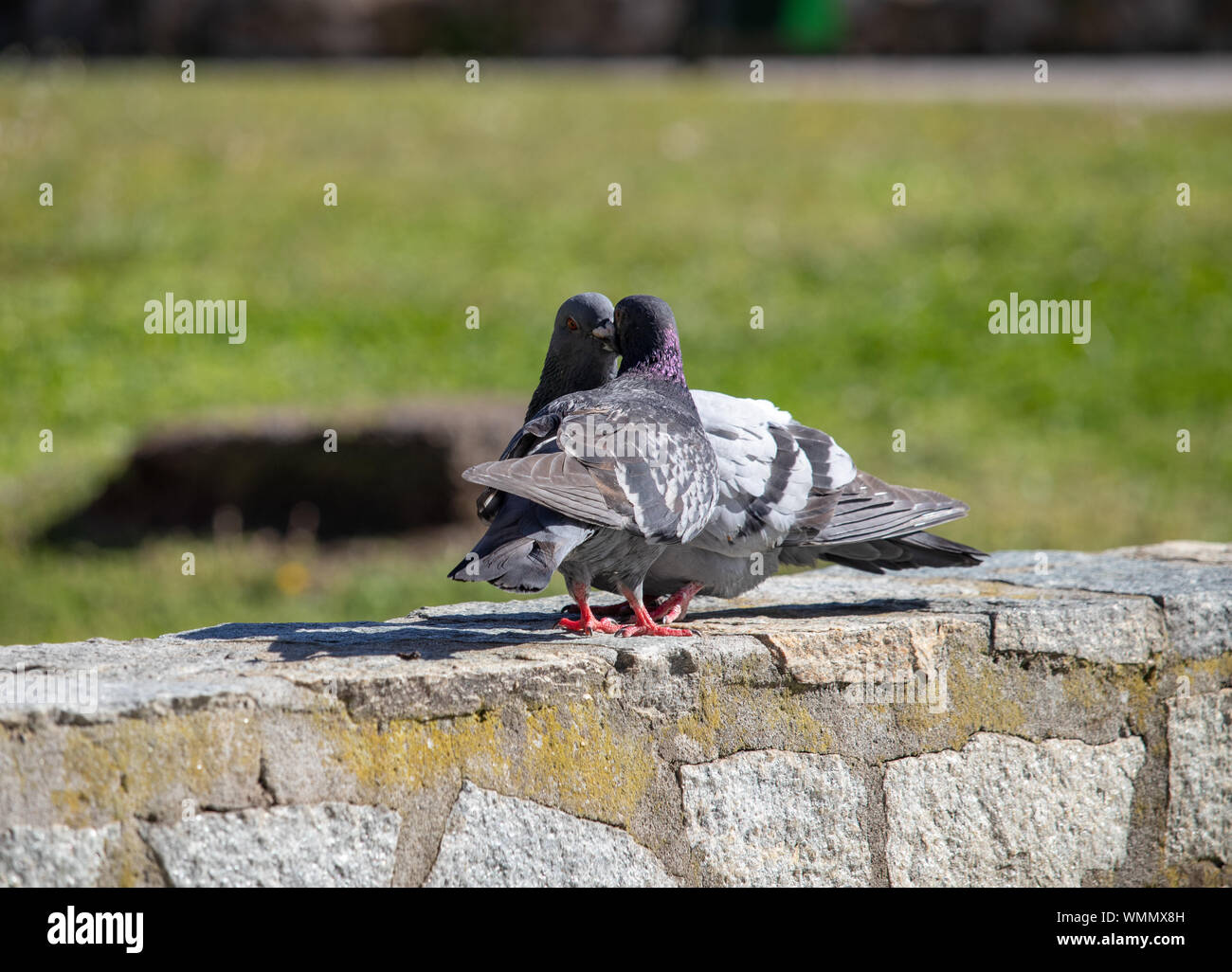 Zwei Tauben Kuss und Liebe im Frühling Stockfoto