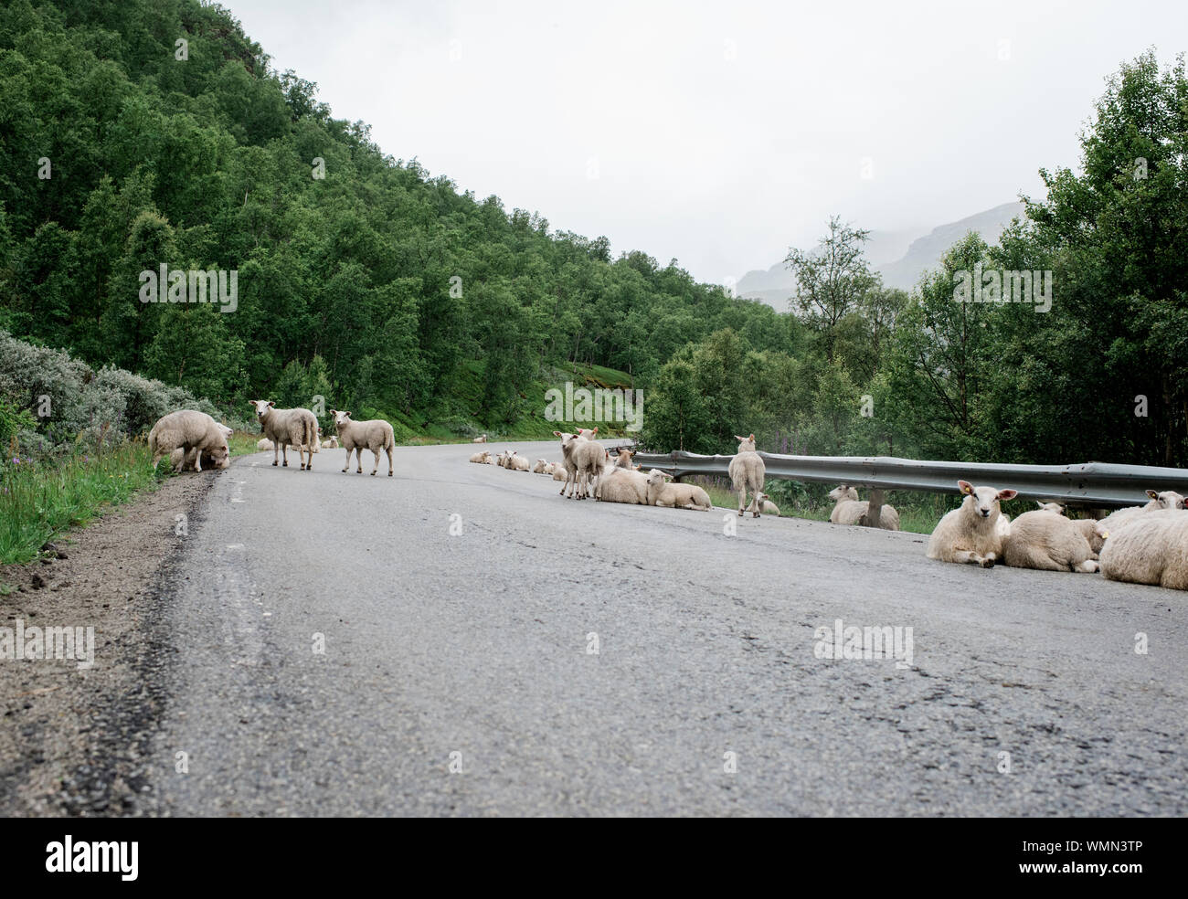 Abseits der Straße der wilde Schafe in einem Fjord in keineswegs abträgig Stockfoto