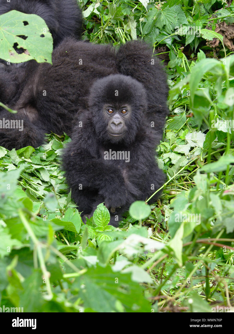 Ein Baby Gorilla starrt auf die Kamera im Virunga National Park Stockfoto