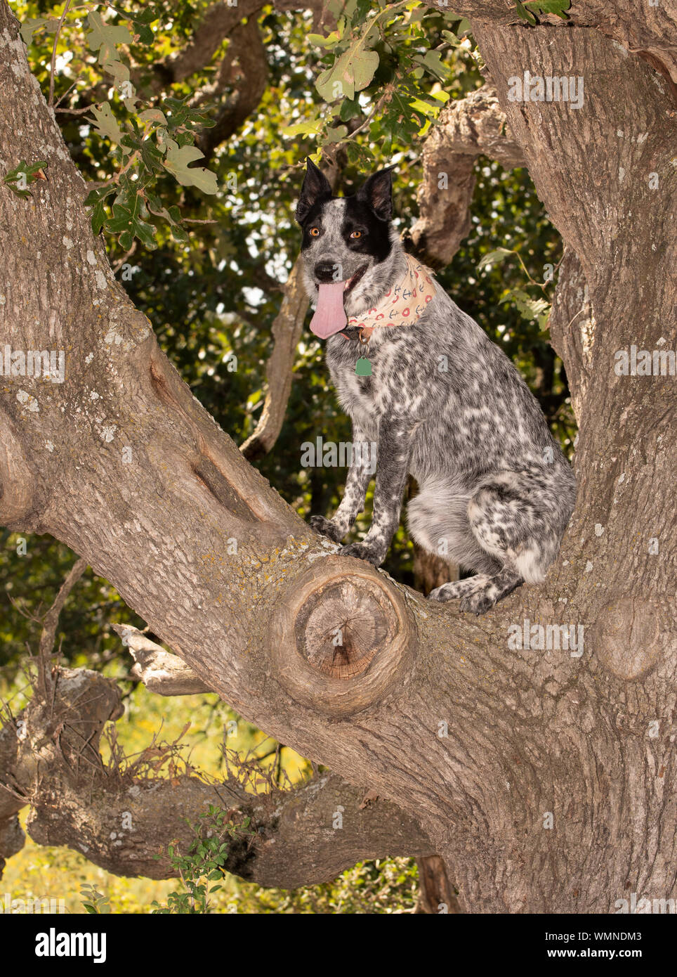 Texas Heeler sitzen hoch oben in einem Baum, einem gehorsamen Hund Spaß an einem heißen Sommertag Stockfoto