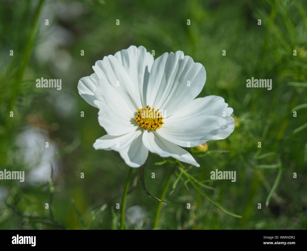 Nahaufnahme von einem wunderschönen weißen Kosmos Blume in einem Garten Stockfoto