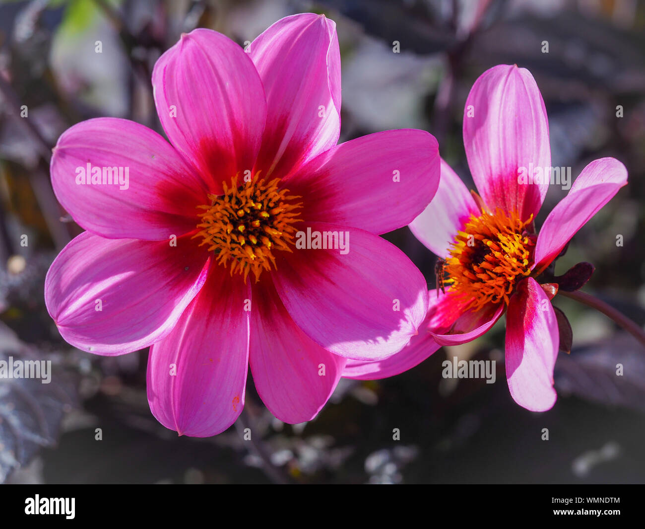 Nahaufnahme von zwei Pink Dahlia Blumen im Garten ein Yorkshire, England Stockfoto