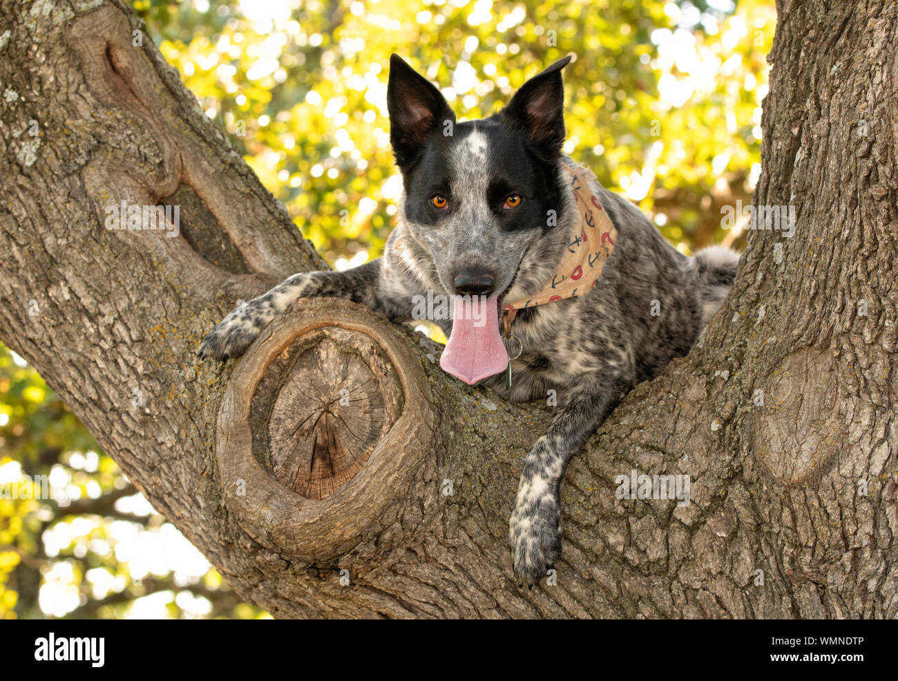 Schwarz-weiß gefleckte Texas Heeler hoch oben in einem Baum, scharf, gerade mit Blick auf den Betrachter Stockfoto