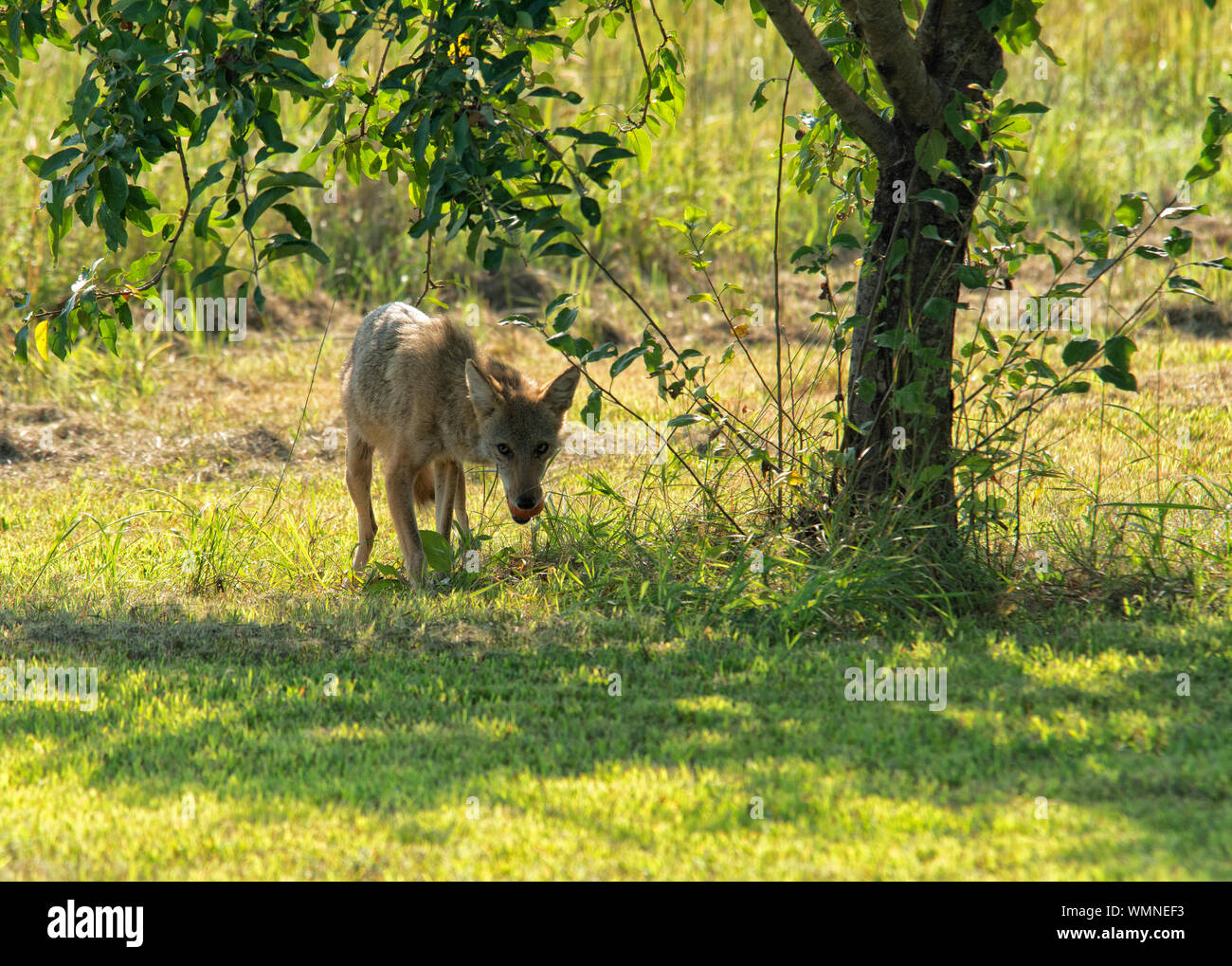 Coyote im Garten an einem sonnigen Nachmittag, mit einem Apple es unter dem Baum gefunden, schaut misstrauisch auf das Haus Stockfoto