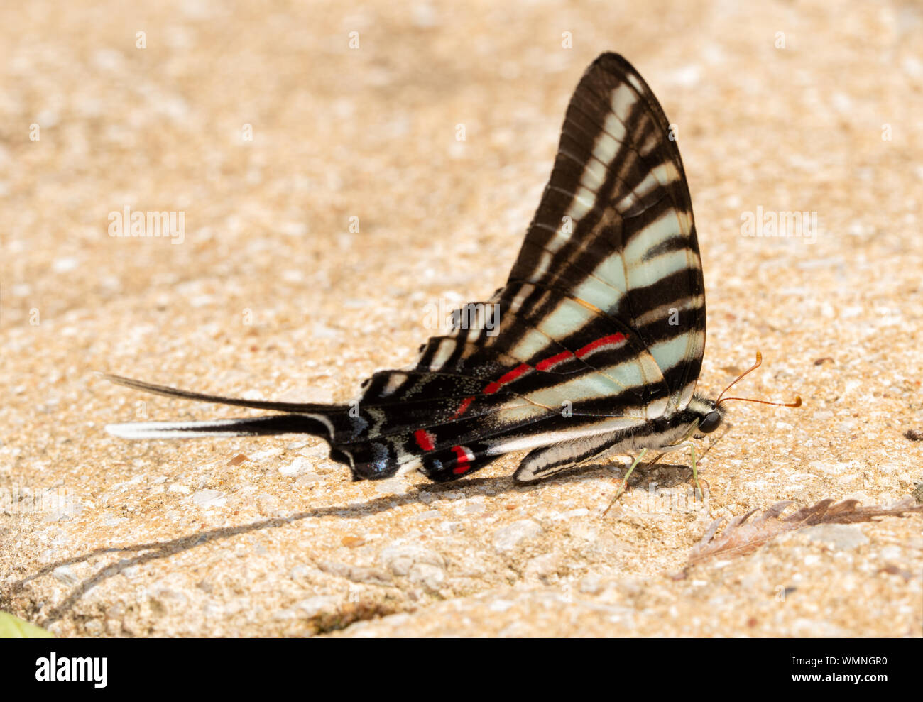 Im Sommer bilden von Zebra Schwalbenschwanz Schmetterling ruht auf dem Boden fertig, Mineralien für Ernährung zu bekommen Stockfoto