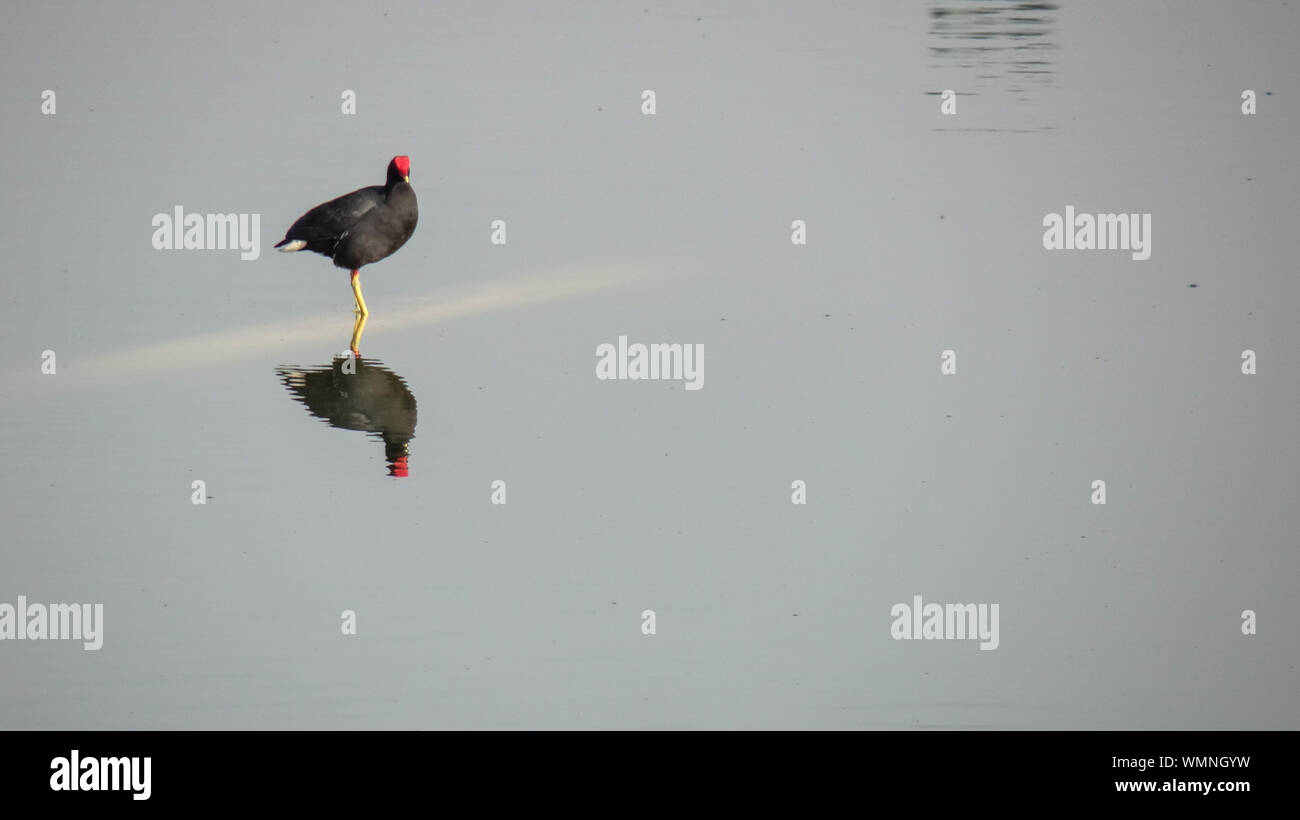 Vogel Hocken am Ufer Stockfoto