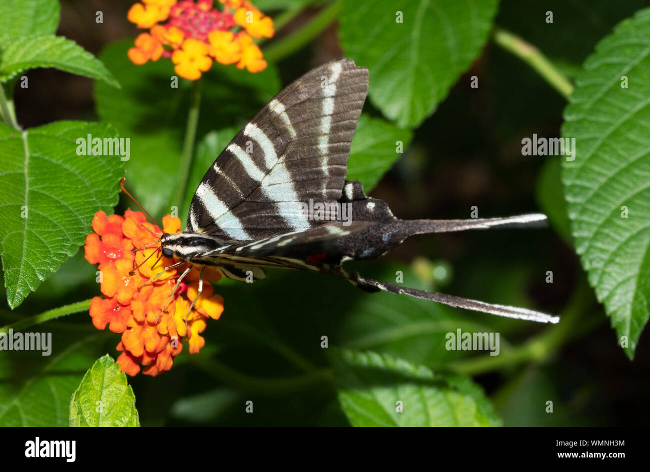 Zebra Schwalbenschwanz Schmetterling Fütterung auf ein lantana Blume Stockfoto