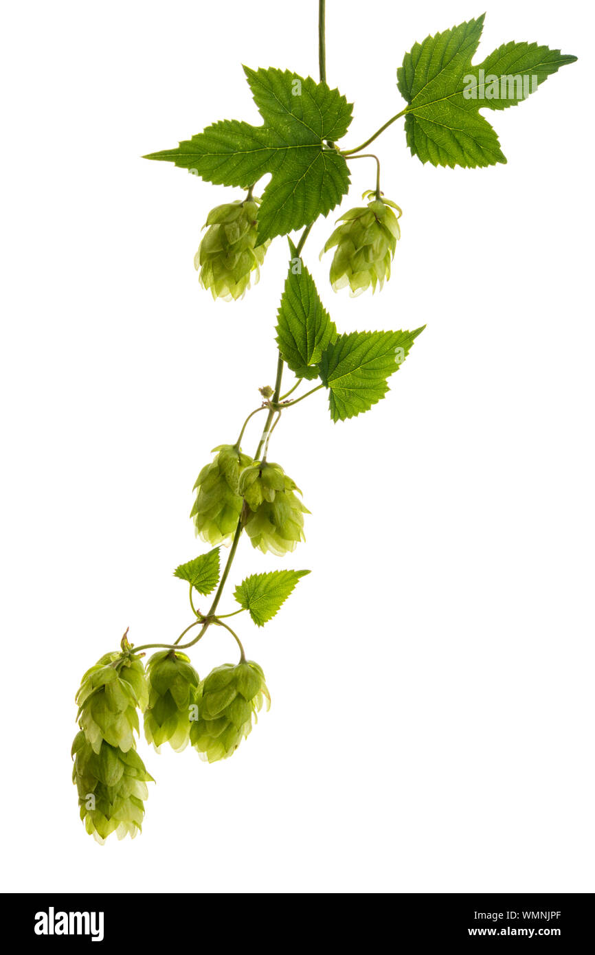 Gemeinsame oder Hopfen Humulus lupulus Weinstock mit reifen Früchten auf weißem Hintergrund Stockfoto