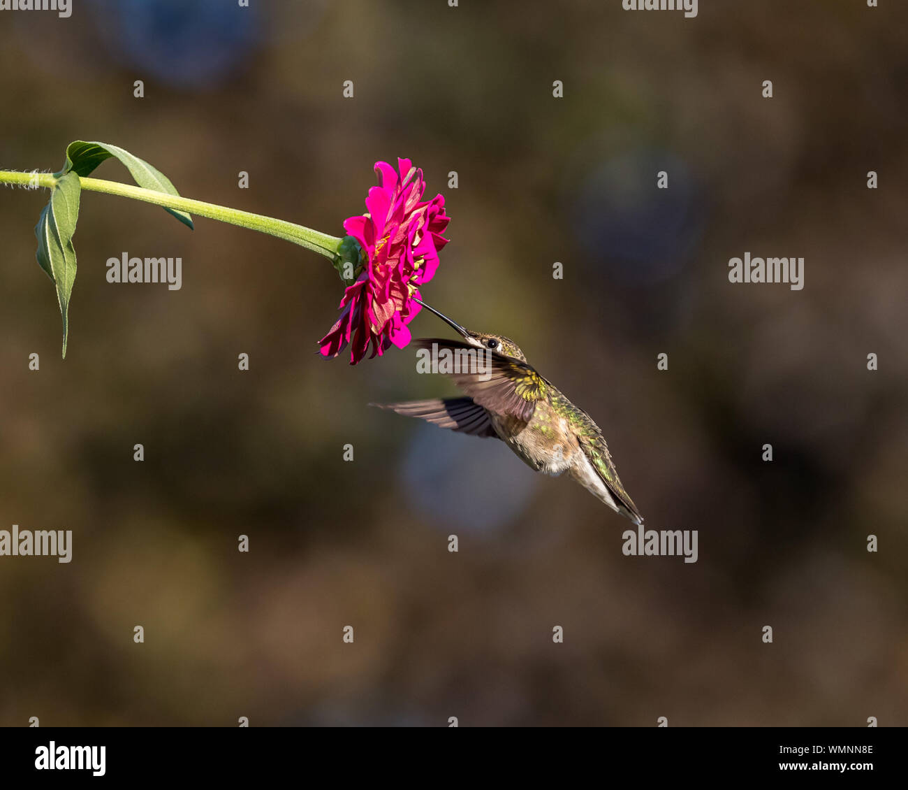 Ruby-throated hummingbird Fliegen, Schweben, und die Fütterung auf einem zinnia Blume Stockfoto