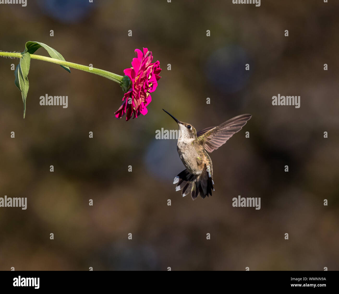 Ruby-throated hummingbird Fliegen, Schweben, und die Fütterung auf einem zinnia Blume Stockfoto