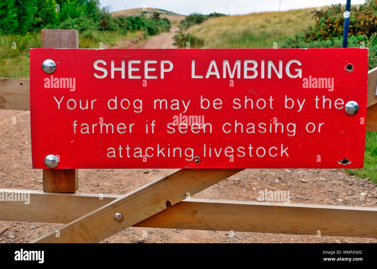 Schafe lambing Zeichen - Hund kann erschossen werden, wenn Tiere scheinen Jagen Stockfoto