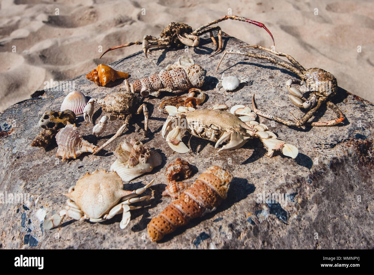 Strand findet. Trocken, Krabben, Muscheln, Meer Kreaturen, Meeresfrüchte am Strand gesammelt, Meeresfrüchte liegen auf einem Stein auf dem Sand. Krallen, Klauen, getrocknete Haut. Stockfoto