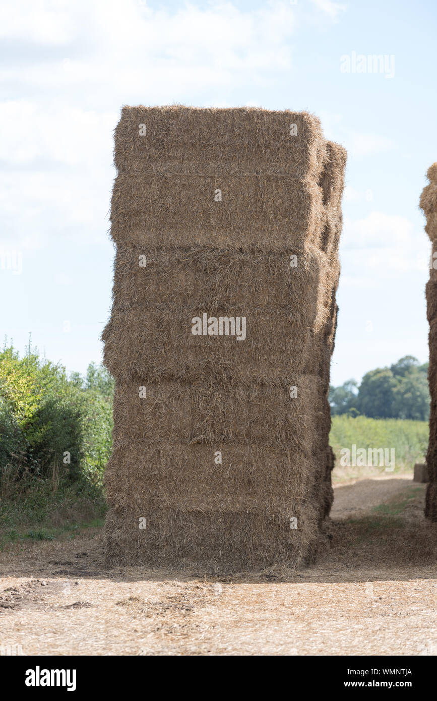 Heuballen legen im Feld bereit, für den Winter zu lagern Vorschub Stockfoto