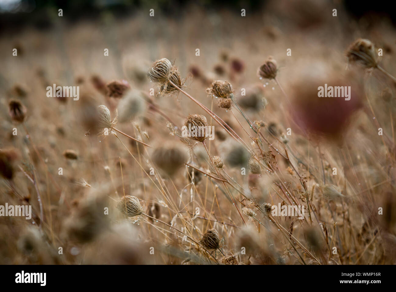 Trockene Blumen nach dem Regen in einem Feld der Innenraum von Sardinien, Italien. Stockfoto
