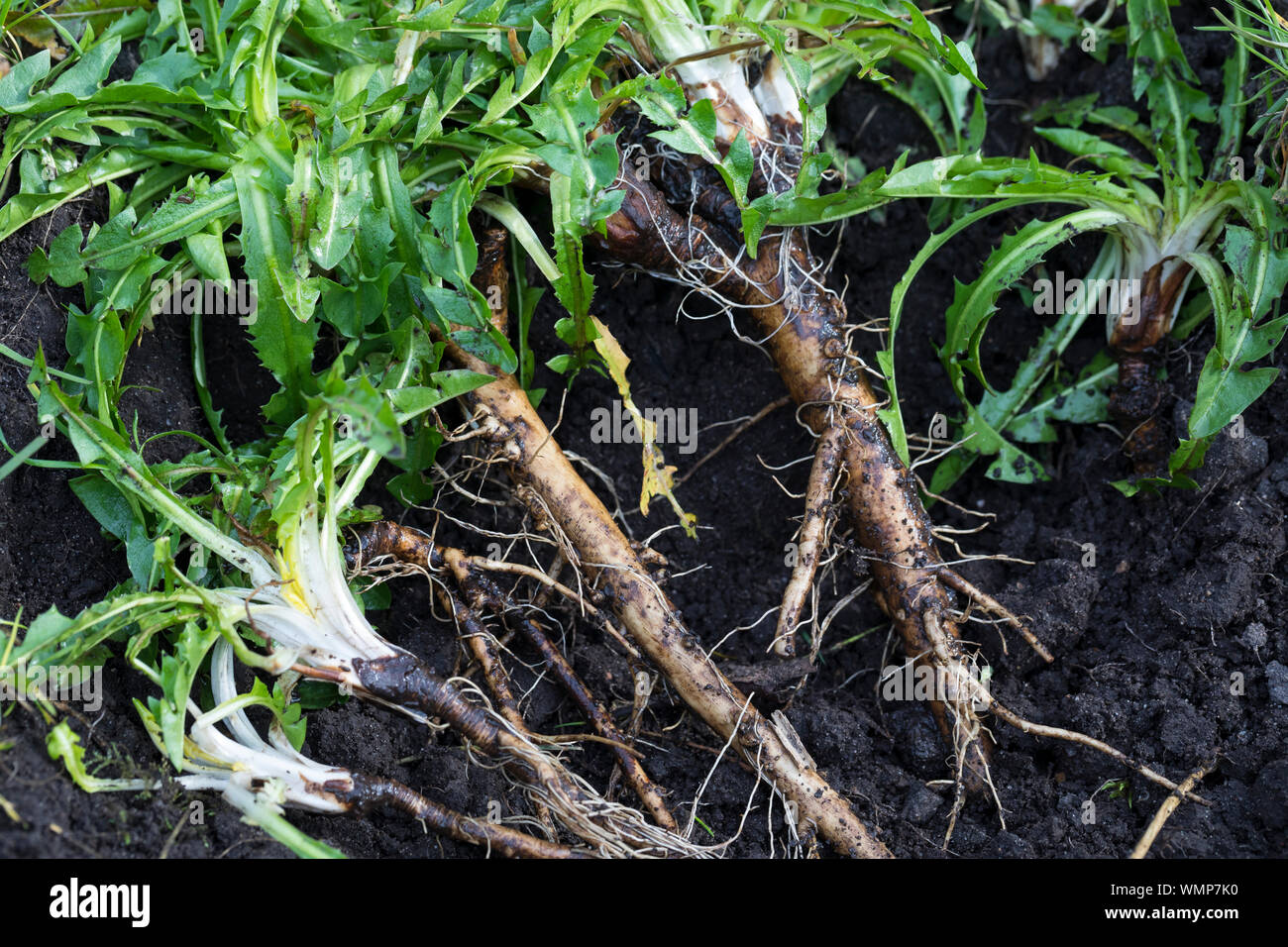 Löwenzahn-Wurzeln, Löwenzahnwurzeln, Löwenzahn-Wurzel, Löwenzahnwurzel, Wiesen-Löwenzahn, Radix Taraxaci, radix Taraxaci, Gemeiner Löwenzahn, Wurzel, Stockfoto