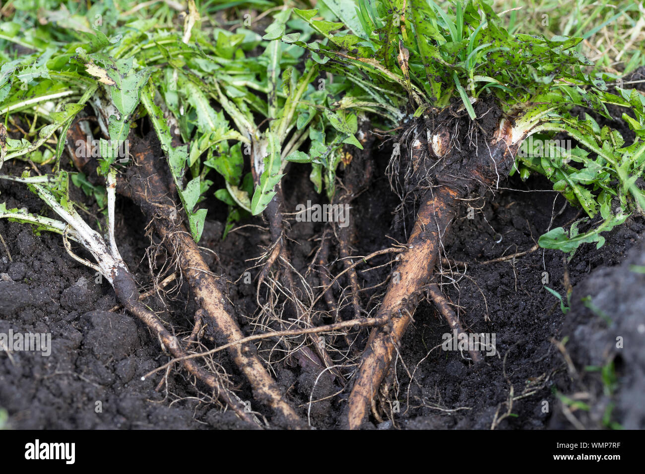 Löwenzahn-Wurzeln, Löwenzahnwurzeln, Löwenzahn-Wurzel, Löwenzahnwurzel, Wiesen-Löwenzahn, Radix Taraxaci, radix Taraxaci, Gemeiner Löwenzahn, Wurzel, Stockfoto
