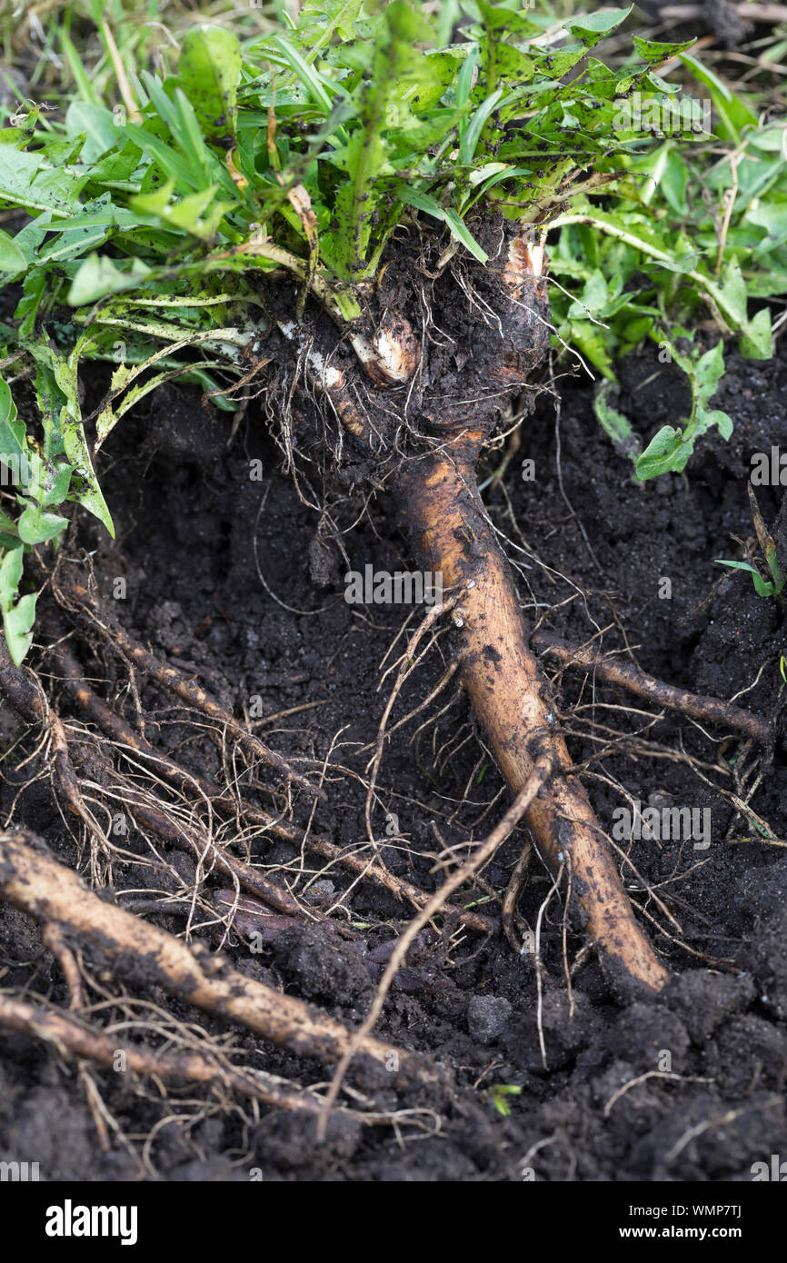 Löwenzahn-Wurzeln, Löwenzahnwurzeln, Löwenzahn-Wurzel, Löwenzahnwurzel, Wiesen-Löwenzahn, Radix Taraxaci, radix Taraxaci, Gemeiner Löwenzahn, Wurzel, Stockfoto
