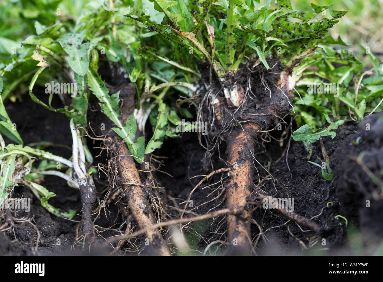 Löwenzahn-Wurzeln, Löwenzahnwurzeln, Löwenzahn-Wurzel, Löwenzahnwurzel, Wiesen-Löwenzahn, Radix Taraxaci, radix Taraxaci, Gemeiner Löwenzahn, Wurzel, Stockfoto