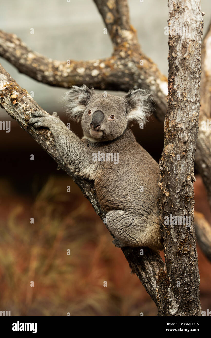 Ein Porträt eines Koala (Phascolarctos cinereus), eines in Australien heimisch herbivoren Beuteltieres, das in einem Baum sitzt. Stockfoto