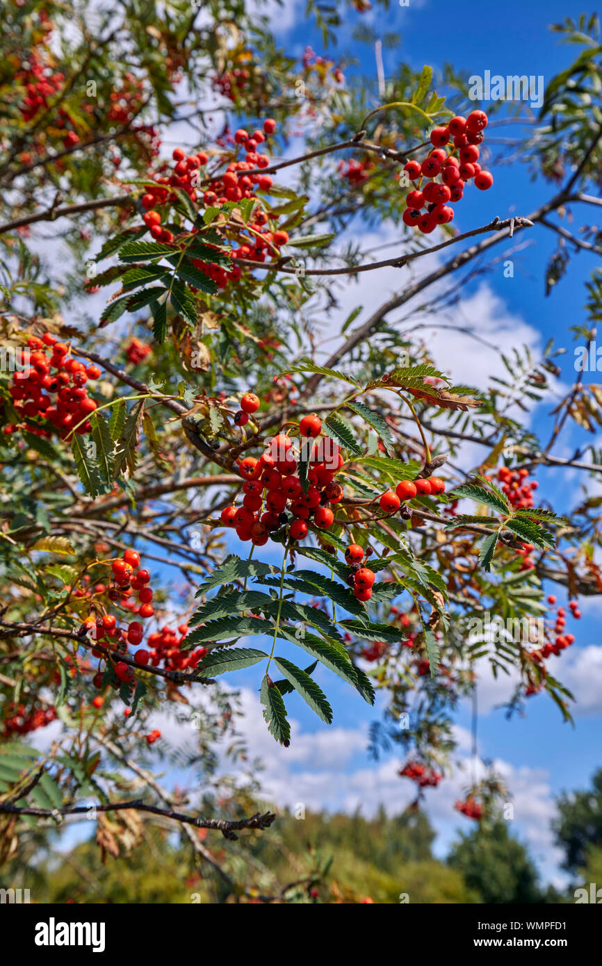 Beeren auf einem Rowan Tree. Hurst suchen, East Molesey, Surrey, Großbritannien. Stockfoto